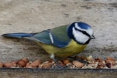Blue Tit (Cyanistes caeruleus)