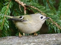 Fuglekonge (Regulus regulus)