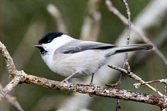 Willow Tit (Poecile montanus)