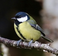 Great Tit (Parus major)