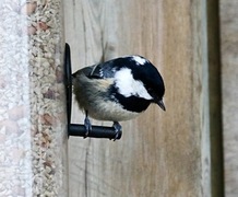 Coal Tit (Periparus ater)