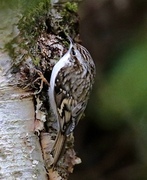 Eurasian Treecreeper (Certhia familiaris)
