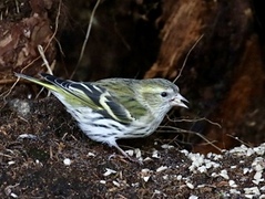 Eurasian Siskin (Spinus spinus)