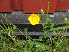 Meadow Buttercup (Ranunculus acris)