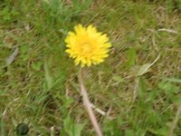 Løvetannslekta (Taraxacum)