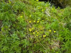 Maigull (Chrysosplenium alternifolium)