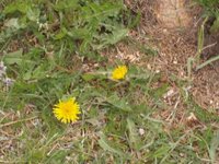 Løvetannslekta (Taraxacum)