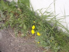 Meadow Buttercup (Ranunculus acris)