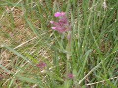 Red Campion (Silene dioica)