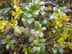 Cowberry (Vaccinium vitis-idaea)