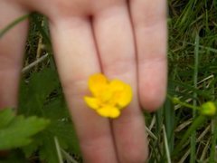 Meadow Buttercup (Ranunculus acris)