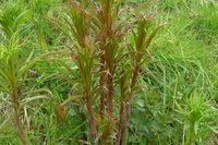 Geitrams (Epilobium angustifolium)