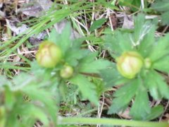 Globe flower (Trollius europaeus)