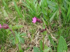 Red Campion (Silene dioica)