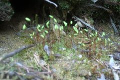 Bjørnemose (Polytrichum sp.)