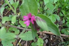 Red Campion (Silene dioica)