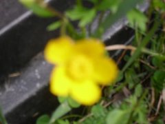 Meadow Buttercup (Ranunculus acris)