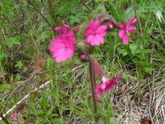 Red Campion (Silene dioica)