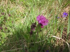 Red Campion (Silene dioica)