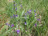 Stemorsblom (Viola tricolor)