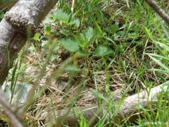 Stornesle (Urtica dioica)