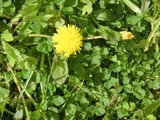 Løvetannslekta (Taraxacum)