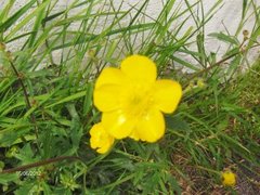 Meadow Buttercup (Ranunculus acris)