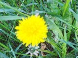 Løvetannslekta (Taraxacum)