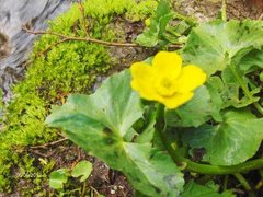 Bekkeblom (Caltha palustris)