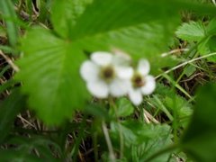 Markjordbær (Fragaria vesca)