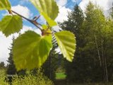 Bjørk (Betula pubescens)