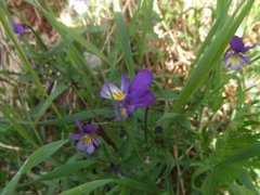 Stemorsblom (Viola tricolor)