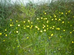 Meadow Buttercup (Ranunculus acris)