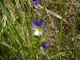 Stemorsblom (Viola tricolor)