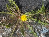 Løvetannslekta (Taraxacum)