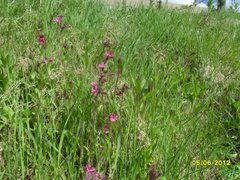 Red Campion (Silene dioica)