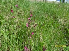 Rød jonsokblom (Silene dioica)