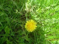 Løvetannslekta (Taraxacum)