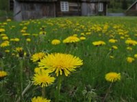 Løvetannslekta (Taraxacum)