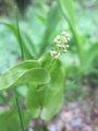 Maiblom (Maianthemum bifolium)