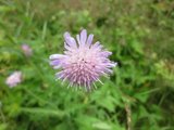 Rødknapp (Knautia arvensis)