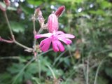 Rød jonsokblom (Silene dioica)