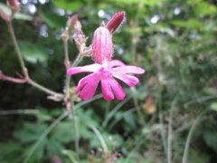 Red Campion (Silene dioica)