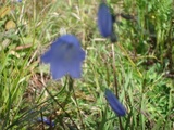 Hundekjeks (Anthriscus sylvestris)