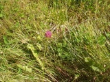 Rødkløver (Trifolium pratense)