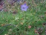 Blåklokke (Campanula rotundifolia)