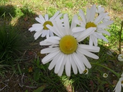 Prestekrage (Leucanthemum vulgare)