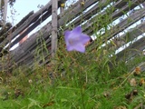 Blåklokke (Campanula rotundifolia)