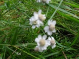 Nyseryllik (Achillea ptarmica)