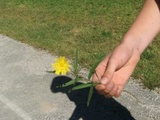 Skjermsveve (Hieracium umbellatum)